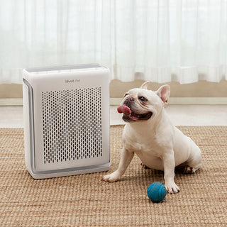 Do You Really Need an Air Purifier in Singapore?